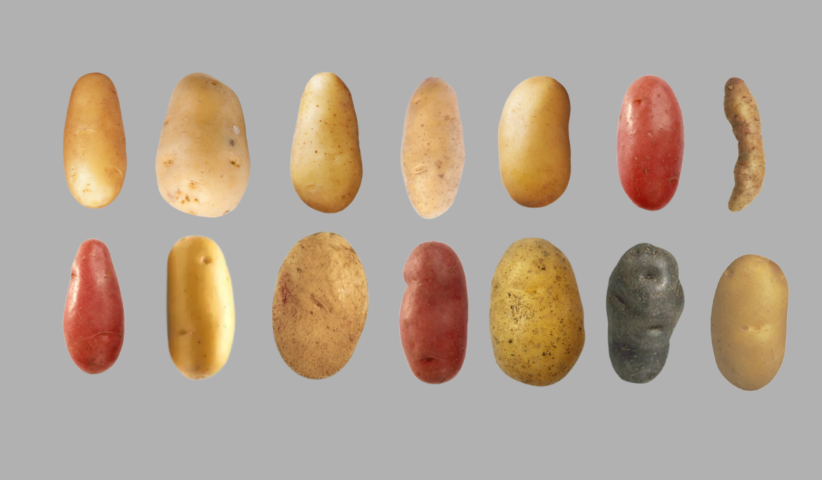 Quelle pomme de terre pour quel usage