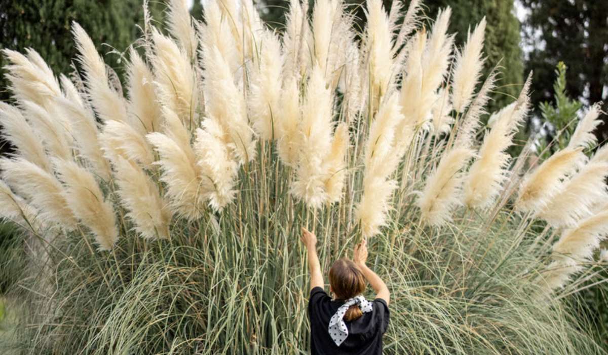 Pourquoi l’herbe de la pampa est-elle interdite en France ?
