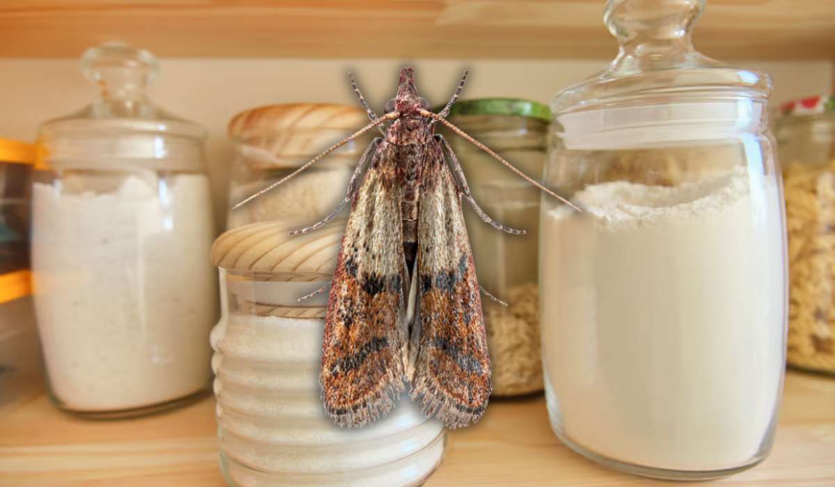 Pourquoi tu as des mites alimentaires chez toi ?