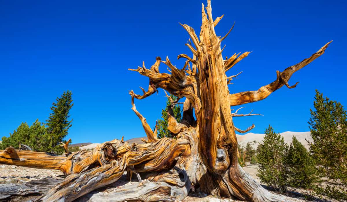 Quel âge a le plus vieil arbre du monde ?