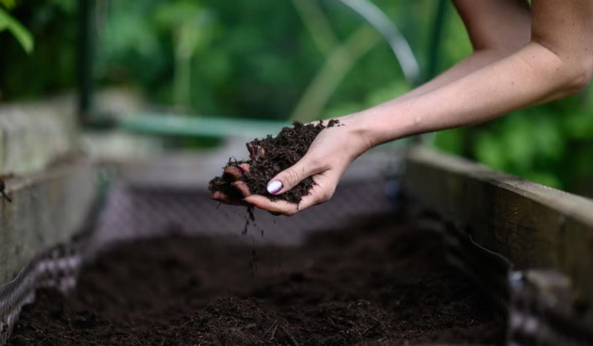 Ton compost est prêt : comment l’utiliser au jardin ?