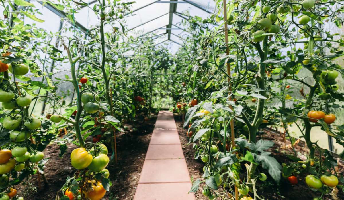 Une serre au jardin pour vos tomates : bonne idée ou gadget ?