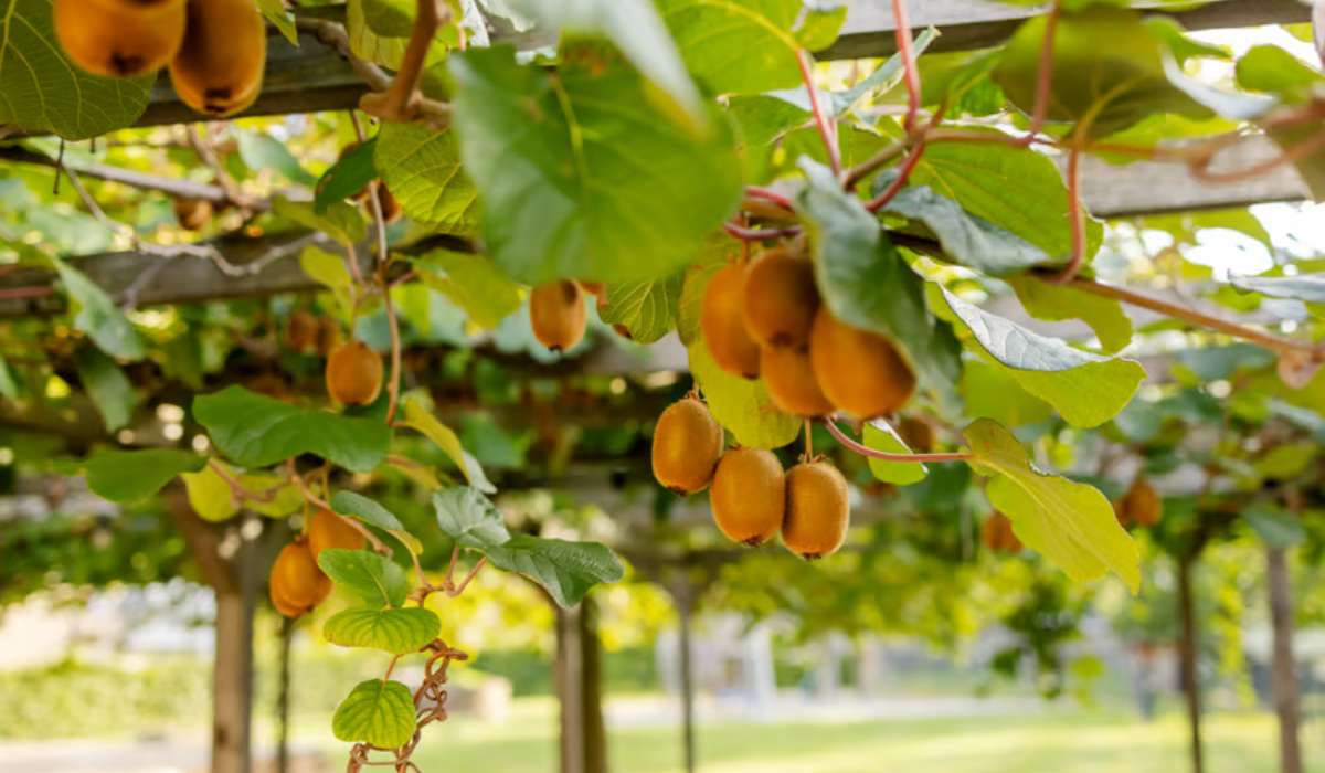 Combien de temps avant d’avoir des kiwis dans ton jardin ?