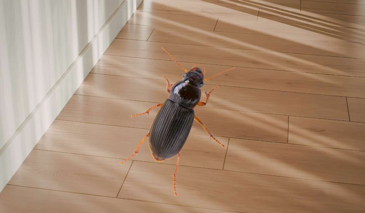 Petit insecte noir rond dans ta maison : comment l’identifier