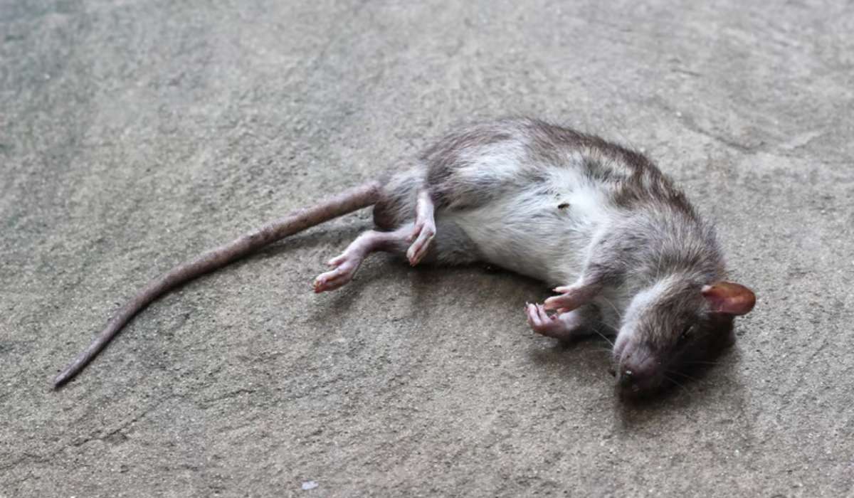 Des rats chez toi ? Les recettes de grand-mère qui marchent