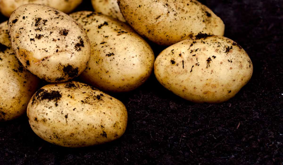 Pomme de terre Artemis : bonne pour les frites ?