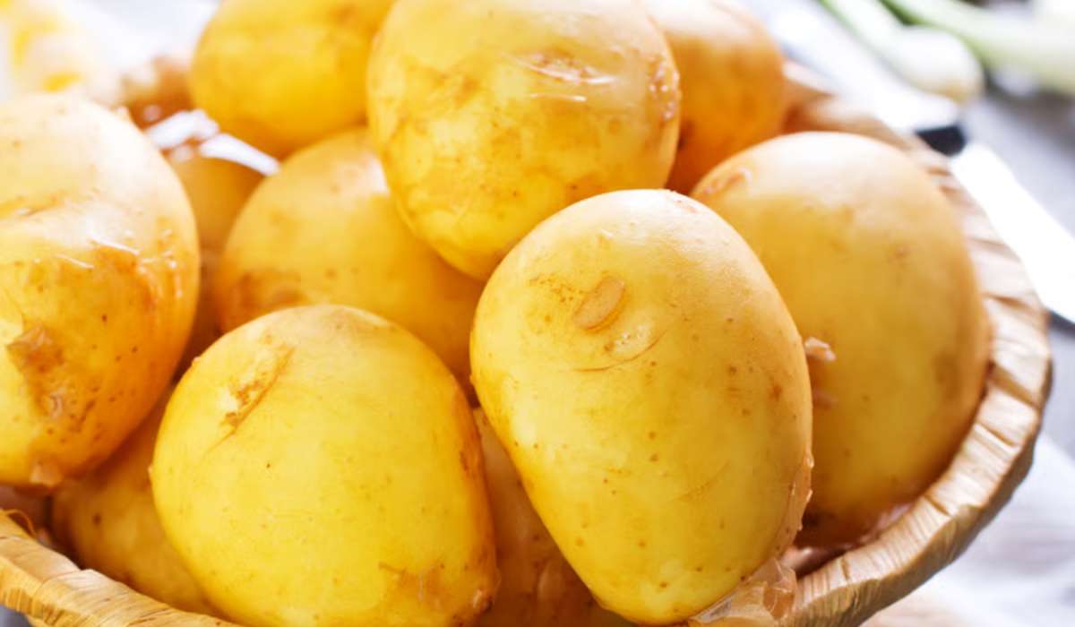 Pomme de terre Marabel : bonne pour les frites ?